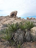 joshua tree national park (26).JPG